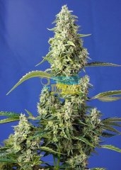Auto Gorilla Girl XL SWS82 feminized, Sweet Seeds