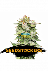 Auto Gorilla Glue feminized, Seedstockers