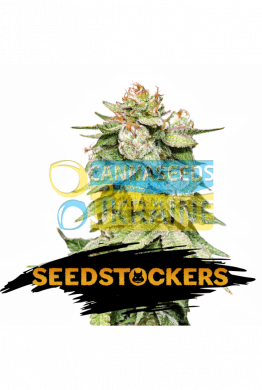 Auto Gorilla Glue feminized, Seedstockers