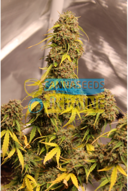 Auto Gorilla Glue feminized, Seedstockers