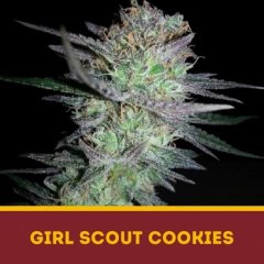 семена конопли сорт Girl Scout Cookies fem, Dutchbulk Seed Bank