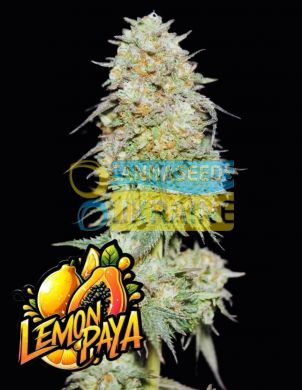 Lemonpaya Feminized, Fast Buds