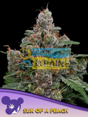 Sun of a Peach feminized, Anesia Seeds