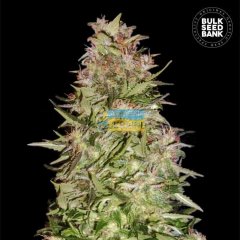 Auto White Prussian feminized