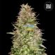 Auto White Prussian feminized
