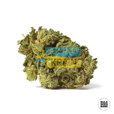 Auto White Prussian feminized