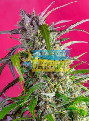 Auto Crystal Candy SWS61 feminized, Sweet Seeds
