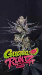 Auto Guava Runtz feminized, Fast Buds