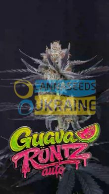 Auto Guava Runtz feminized, Fast Buds