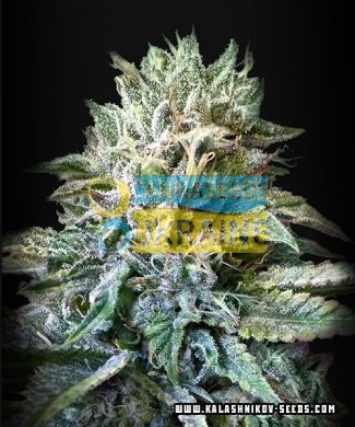 семена конопли сорт Auto Zkittlez Kalashnikov  fem, Kalashnikov Seeds