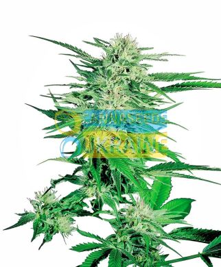 семена конопли сорт Big Bud® Seeds, Sensi Seeds