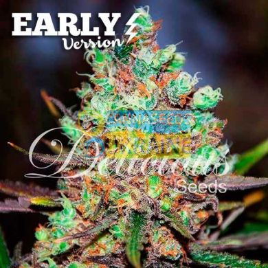 Early Version Cotton Candy Kush feminized, Delicious Seeds