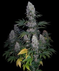 Power Plant fem, Dutchbulk Seed Bank