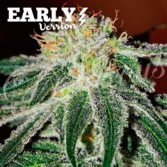 Early Version Black Russian feminized, Delicious Seeds
