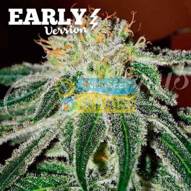 Early Version Black Russian feminized, Delicious Seeds