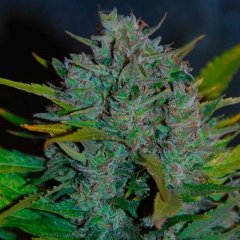 Auto Ultraviolet feminized, семена поштучно