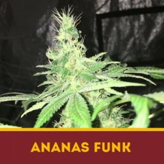 семена конопли сорт Ananas Funk fem, Dutchbulk Seed Bank