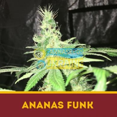 семена конопли сорт Ananas Funk fem, Dutchbulk Seed Bank