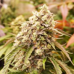 Early Version Sunday Punch feminized, Delicious Seeds