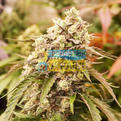 Early Version Sunday Punch feminized, Delicious Seeds