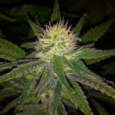 CRDB70%マウイワウイ Семена Hawaii Maui Waui : 10 рег от Nirvana Seeds - купить на