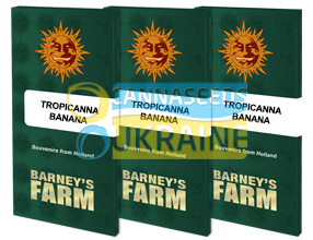 Tropicanna Banana Feminised, Barney's Farm
