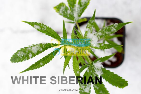 семена конопли сорт White Siberian feminized