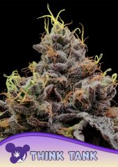 Think Tank feminized, Anesia Seeds
