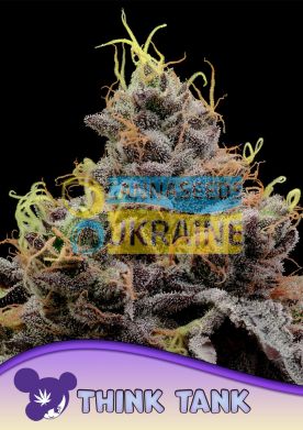 Think Tank feminized, Anesia Seeds