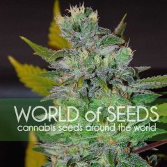 Space feminized, World of Seeds