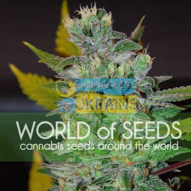 Space feminized, World of Seeds