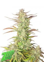Auto Z-Up feminized, Fast Buds