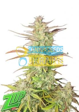 Auto Z-Up feminized, Fast Buds