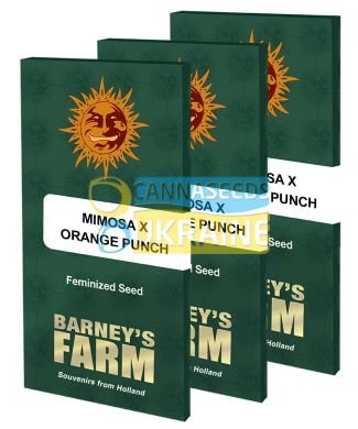 семена конопли сорт Mimosa x Orange Punch Feminised