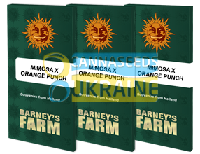 Mimosa x Orange Punch Feminised, Barney's Farm
