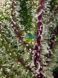 Auto Sweet Cheese XL SWS77 feminized, Sweet Seeds
