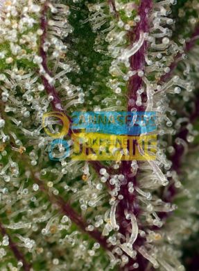 Auto Sweet Cheese XL SWS77 feminized, Sweet Seeds