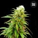 Auto Zkittly Zi Zi feminized
