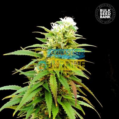 Auto Zkittly Zi Zi feminized