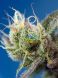 Auto Sweet Cheese XL SWS77 feminized, Sweet Seeds