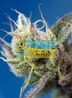 Auto Sweet Cheese XL SWS77 feminized, Sweet Seeds