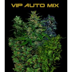семена конопли сорт VIP Auto MIX