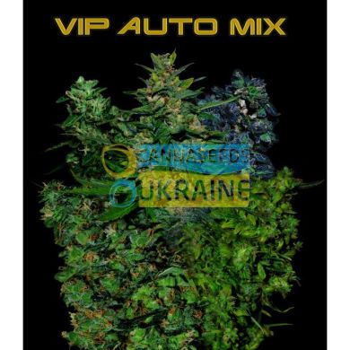 семена конопли сорт VIP Auto MIX