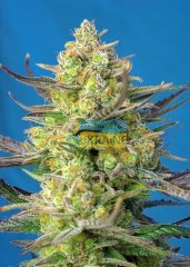 Auto Sweet Cheese XL SWS77 feminized, Sweet Seeds