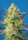 Auto Sweet Cheese XL SWS77 feminized, Sweet Seeds