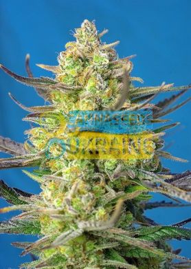 Auto Sweet Cheese XL SWS77 feminized, Sweet Seeds