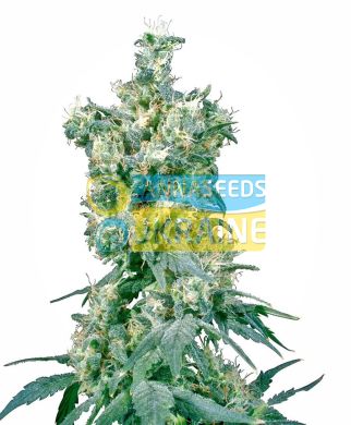 семена конопли сорт American Dream&reg; Seeds, Sensi Seeds