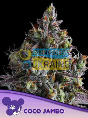 Coco Jambo feminized, Anesia Seeds