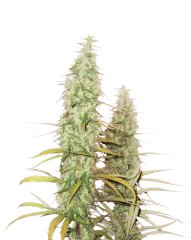 семена конопли сорт Santa Marta Haze Feminized, Seedstockers