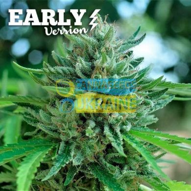 Early Version Delicious Cookies feminized, Delicious Seeds